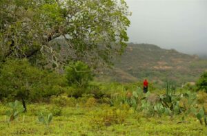 por_que_nao_o_paraiso_pupilo3