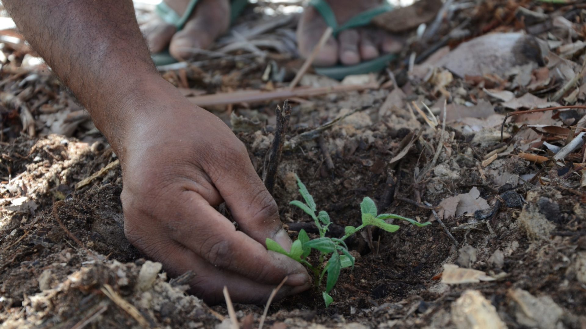por_que_nao_o_paraiso_pupilo1