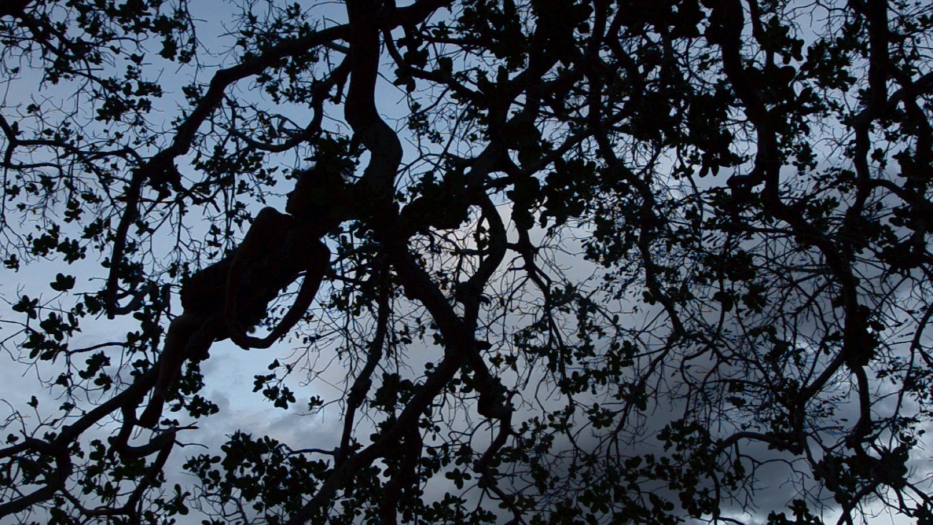 por_que_nao_o_paraiso_pupilo2