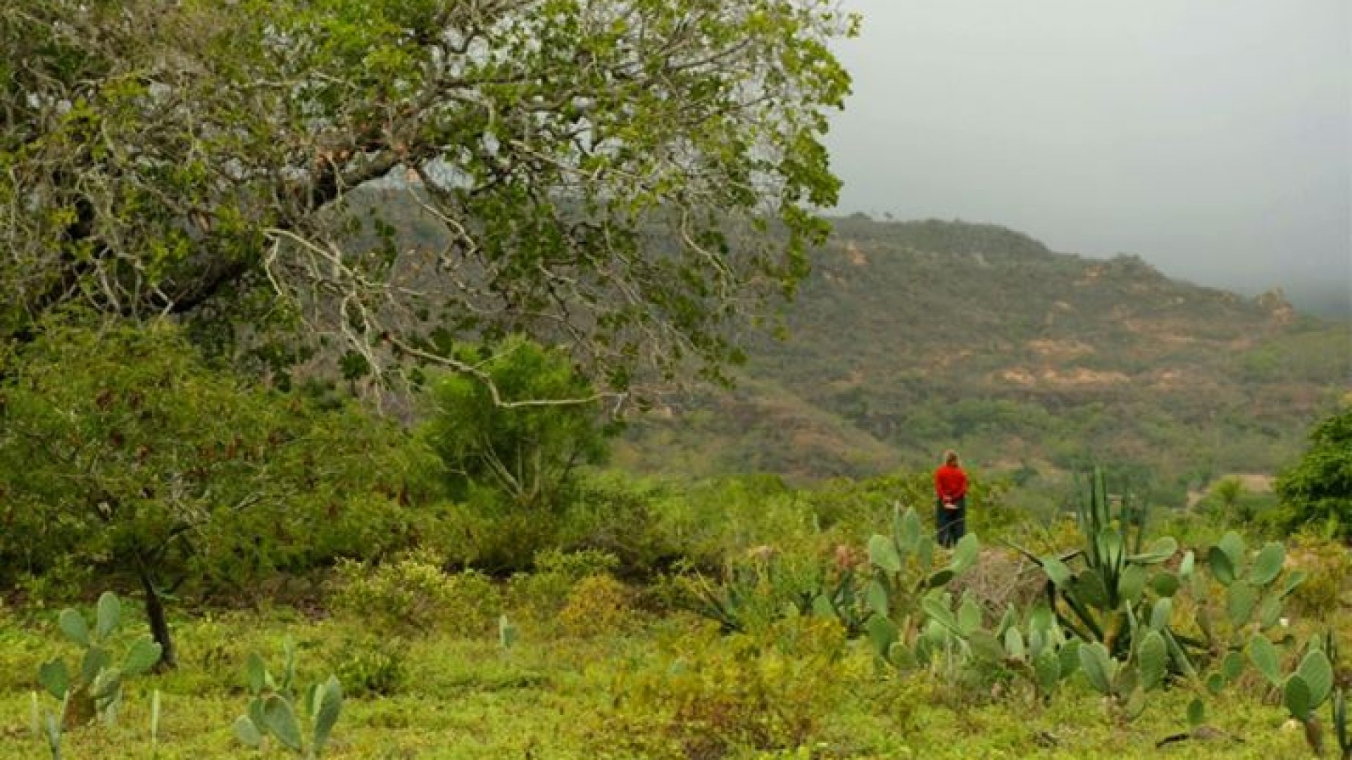 por_que_nao_o_paraiso_pupilo3